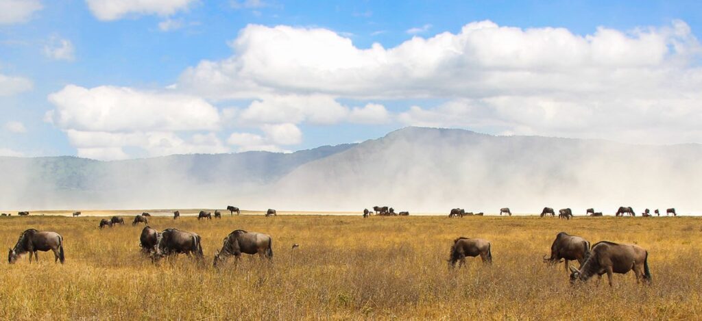 Ngorongoro Krater