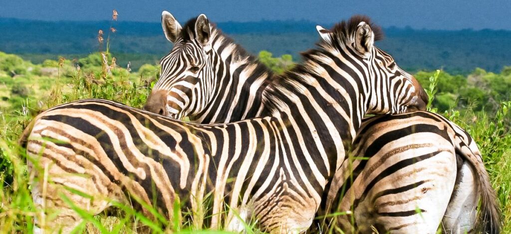 Sympathiebekundung zweier Zebras
