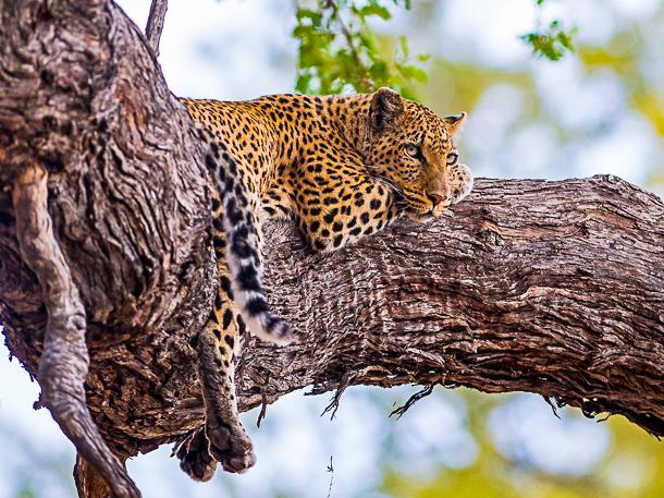 Leopard auf Baum