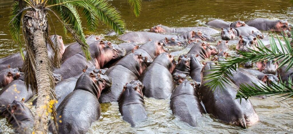 Gedrängel am Hippo-Pool