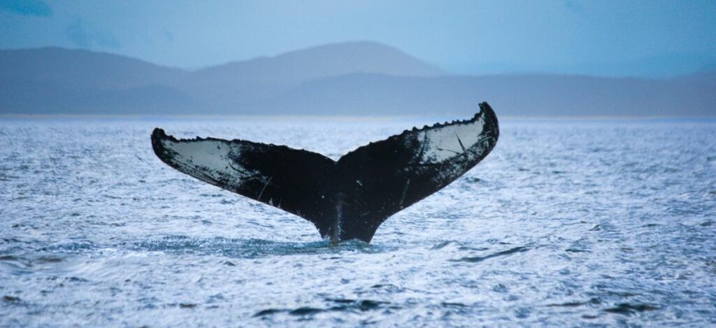 Wal im Meer vor Tadoussac