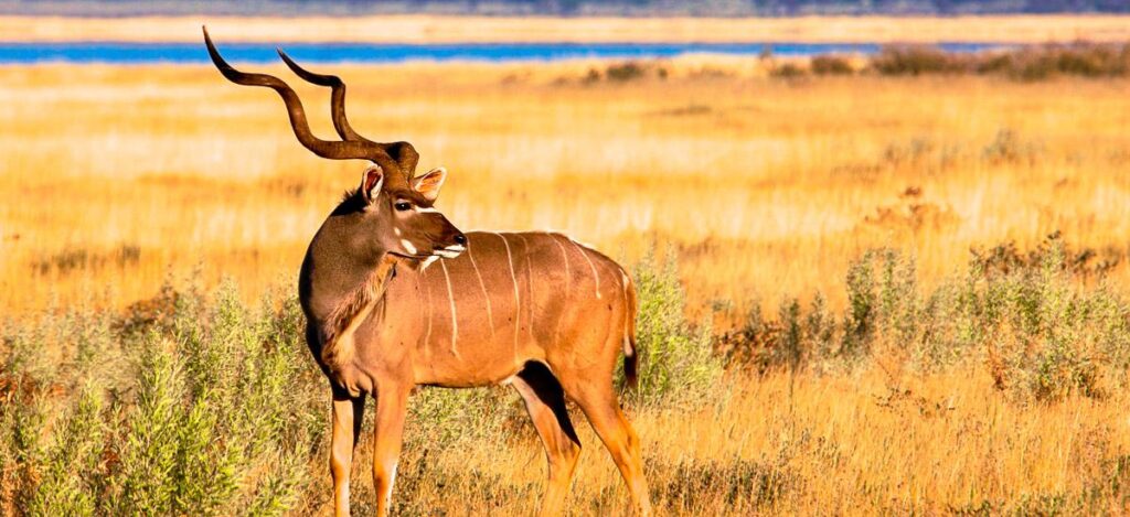 Ein Kudu