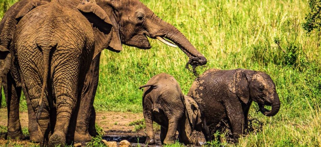 Elefanten in der Serengeti