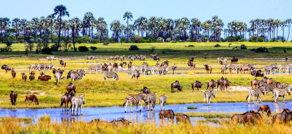 Gnus und Zebras so weit das Auge reicht