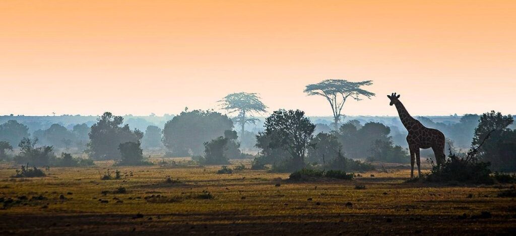 Giraffe im Morgengrauen