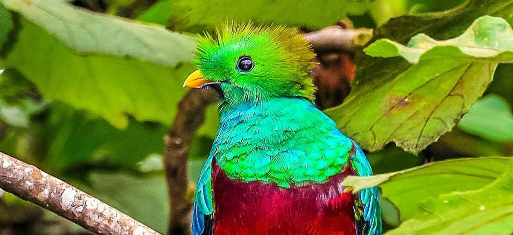 Der heilige Vogel Quetzal