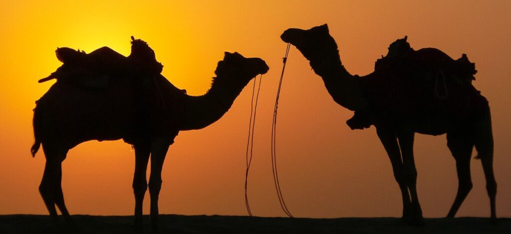 Kamele bei Sonnenuntergang