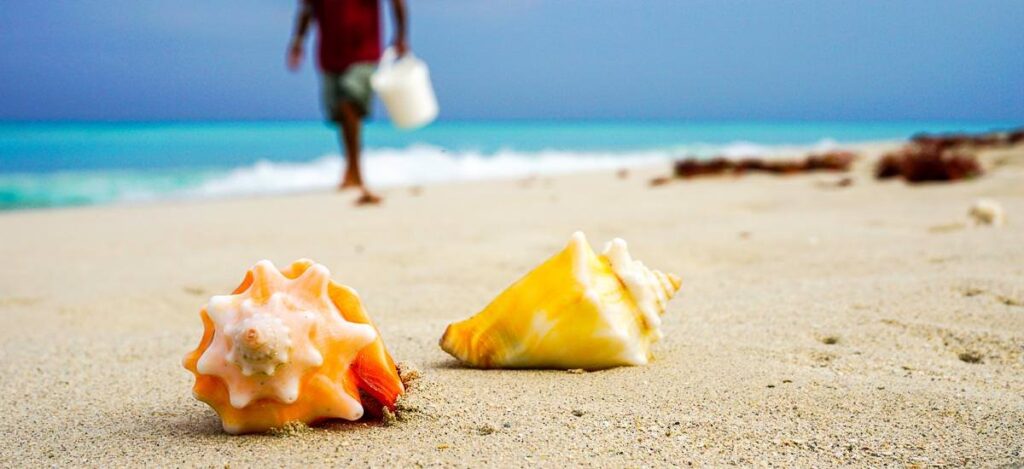 Muschelsammler am Strand