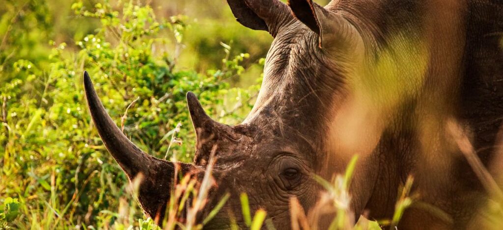 Breitmaulnashorn im Hluhluwe iMfolozi Nationalpark