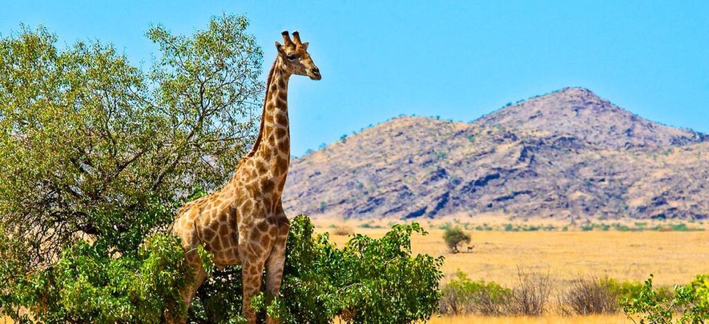 Giraffe