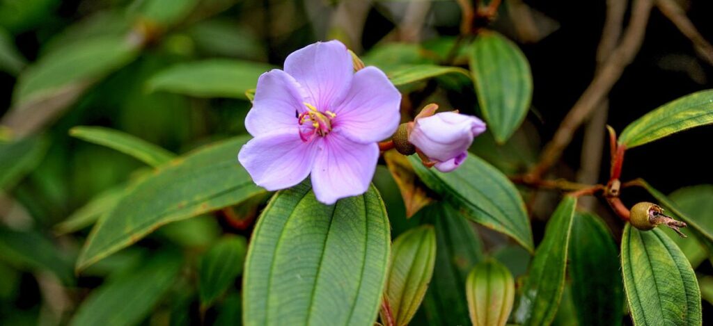 Blüte im Regenwald