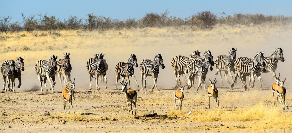 Zebras auf der Flucht