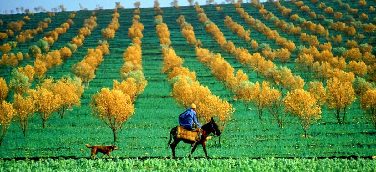 Obstgärten bei Meknès