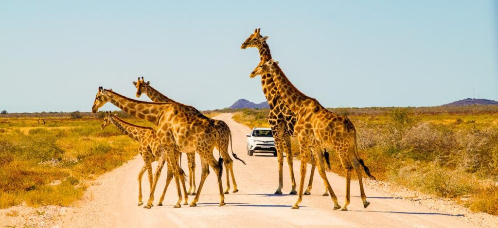 Familienwanderung im Etosha Nationalpark
