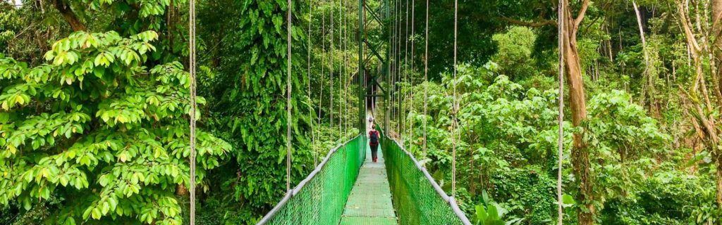 Tour durch die Baumwipfel