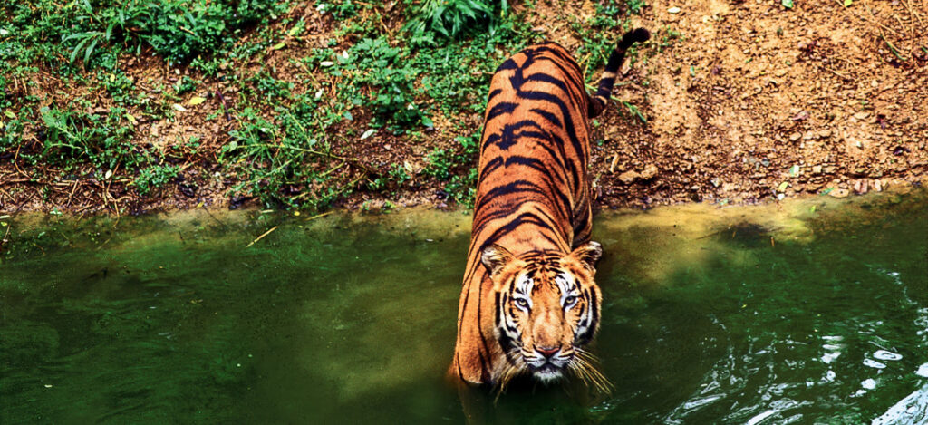 Tiger beim Baden im Fluss