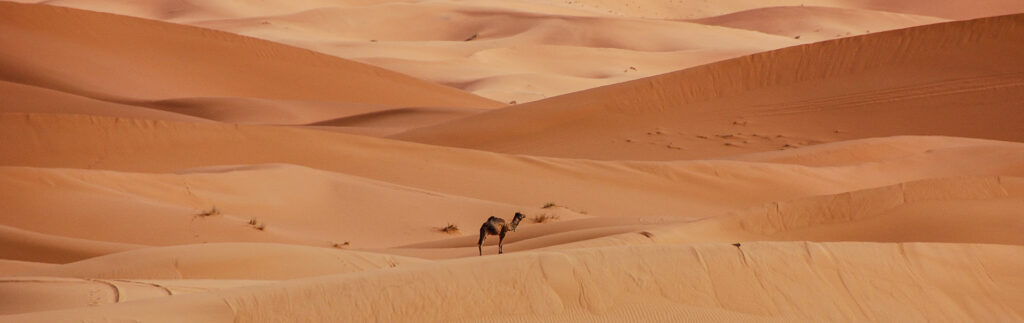 Kamel in der Sahara Wueste
