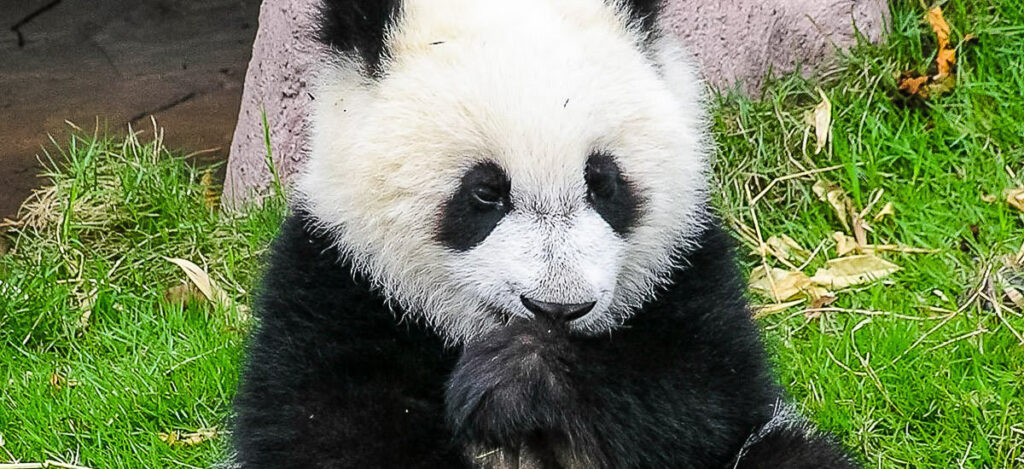 Pandaaufzucht Chengdu