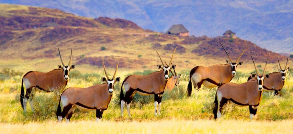 Oryxherde in der Savanne