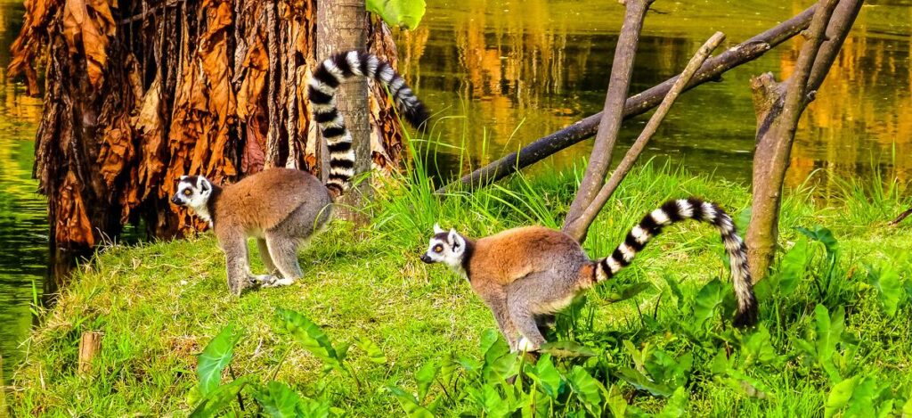 Kattas im Vakona-Reservat