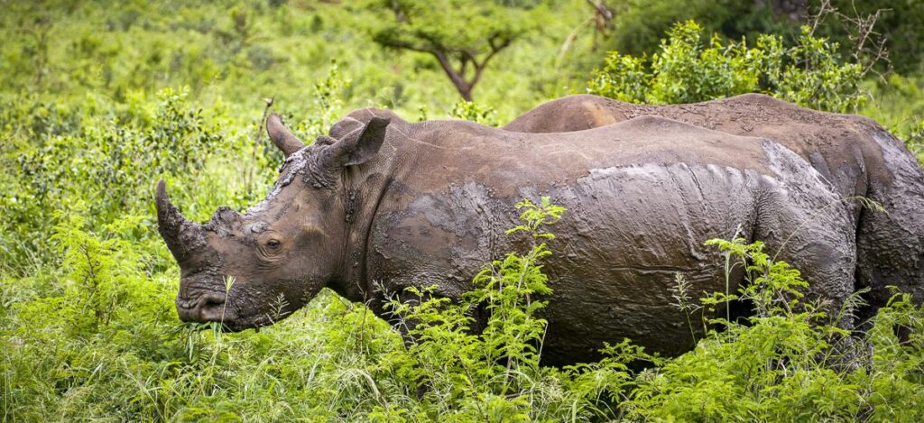 Nashorn im Hluhluwe