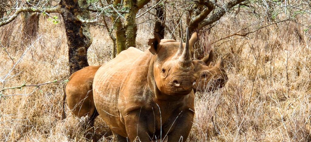 Spitzmaulnashorn mit Kind im Mkomazi Rhino Sanctuary