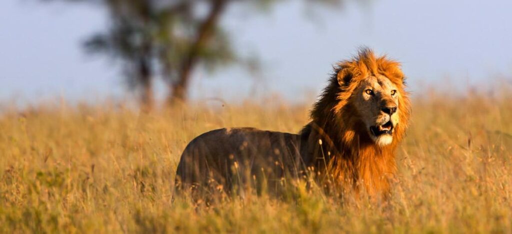 Löwe auf der Jagd in der Serengeti