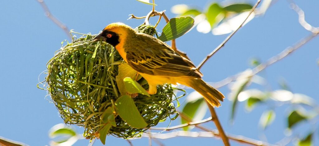 Webervogel