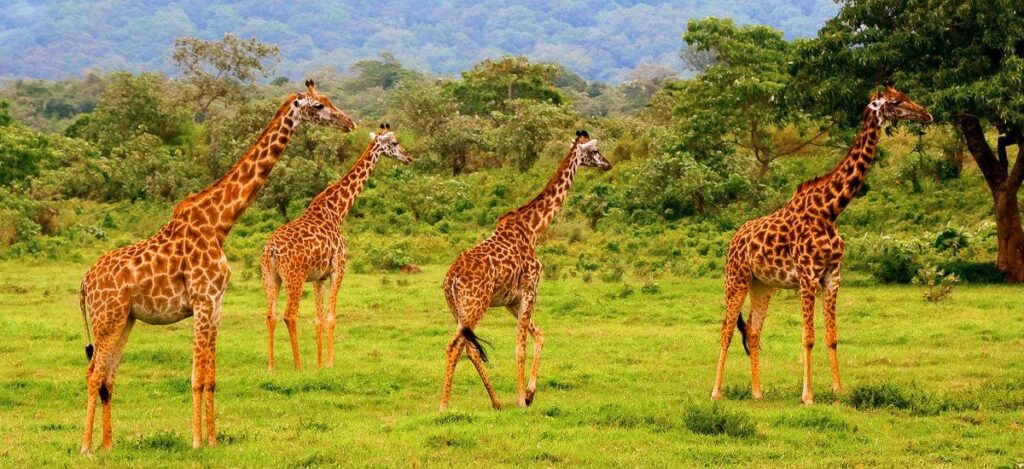 Giraffenherde im Arusha Nationalpark