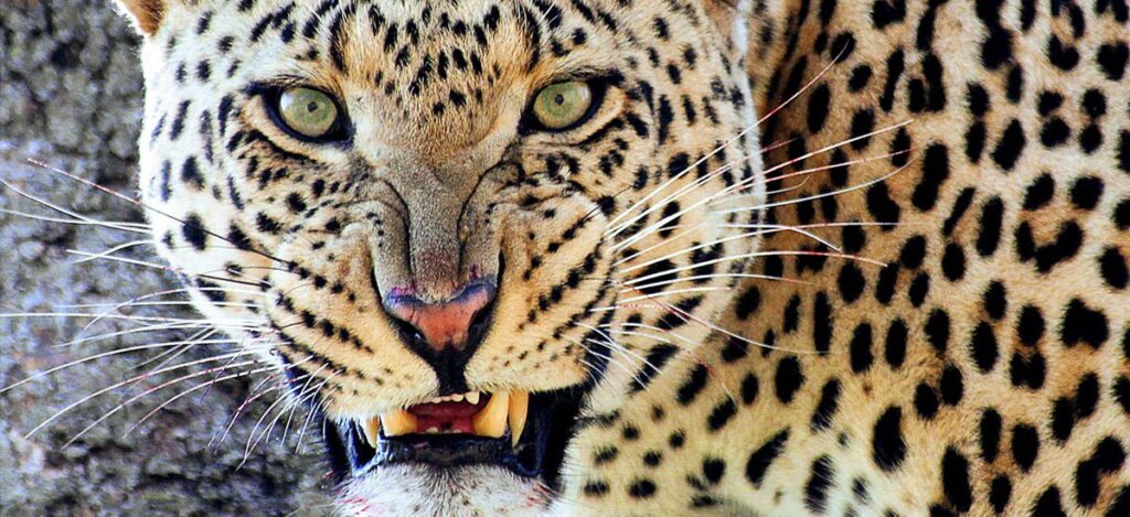 Keinen Schritt weiter - Drohender Leopard