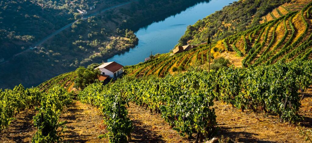 Weinberge im Douro-Tal