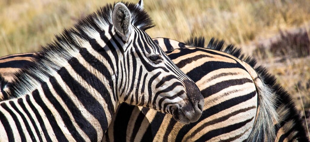 Zebra im Etosha-Park