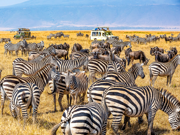 Kundenbilder Tansania-Reise Serengeti