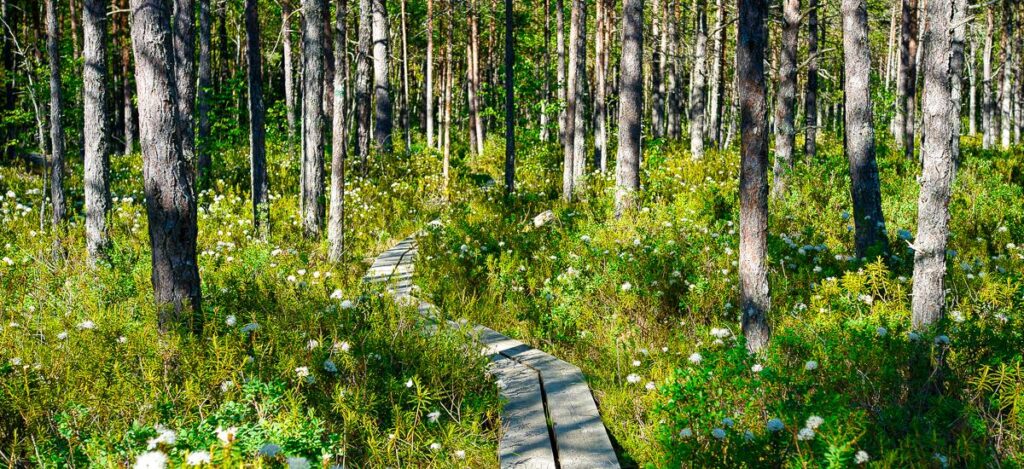 Weg durchs Moor im Lahemaa-Nationalpark