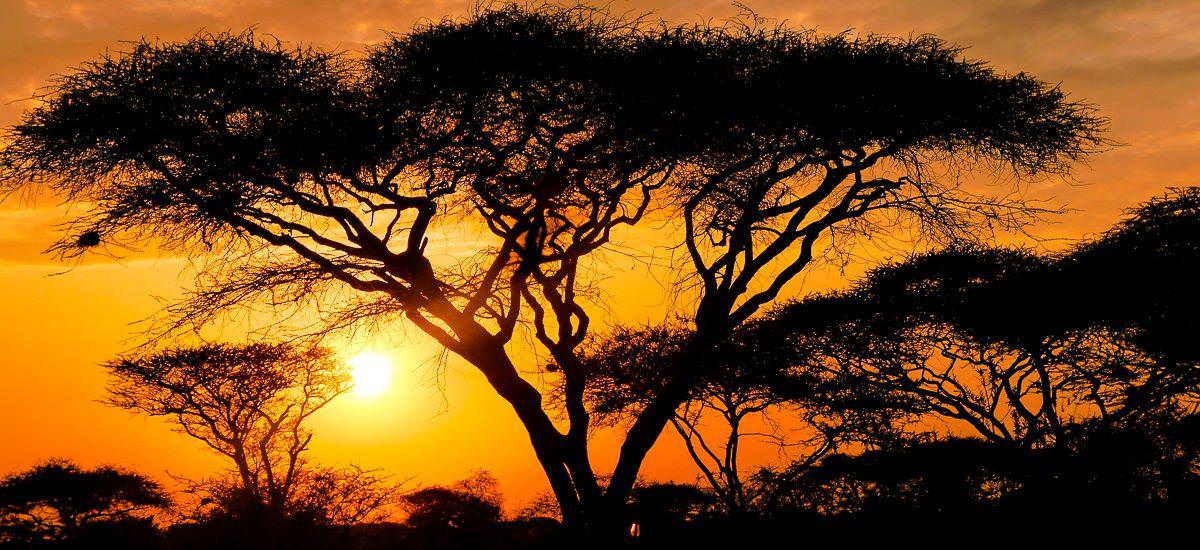 Sonnenaufgang in der Serengeti