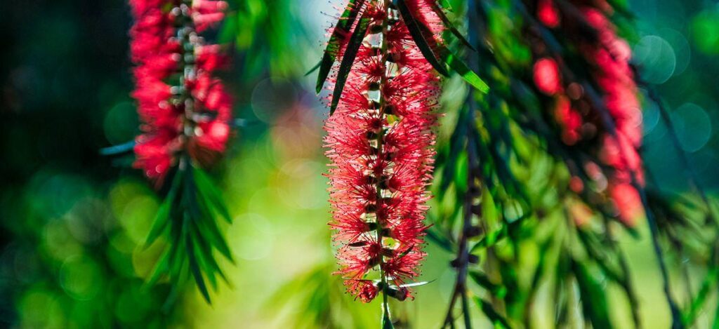 Callistemon-Bl?te
