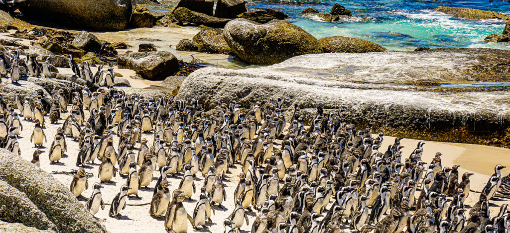 Boulders Beach
