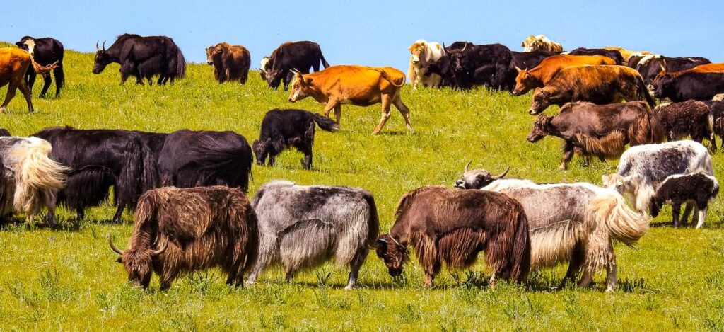 Grasende Yaks