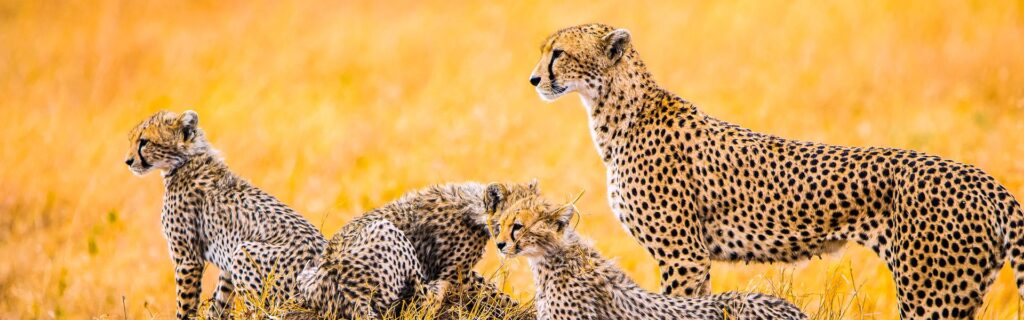 Geparden Familie in der Serengeti