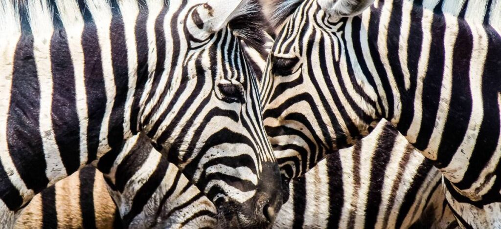 Zebras im Etosha Nationalpark